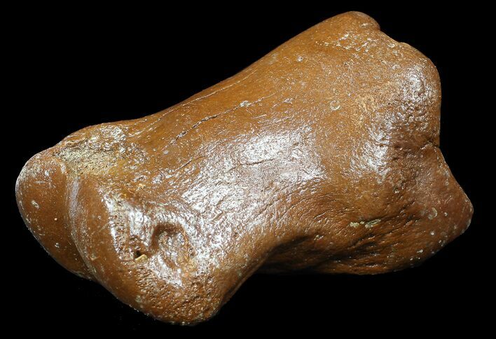 Ice Age Bison Metatarsal (Toe Bone) - North Sea Deposits #43138